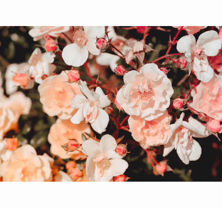 Bloemen foto behang bloeiende rozenblaadjes - TenStickers