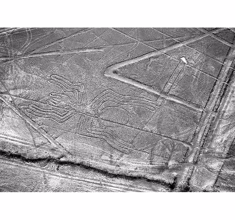 Foto behang dieren nazca spinnengeoglyph - TenStickers