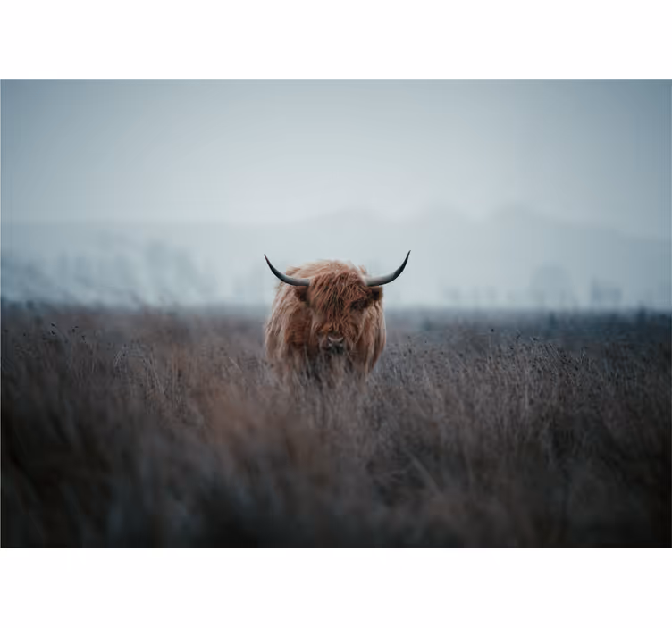 Hoogland bruine koe fotobehang natuur - TenStickers