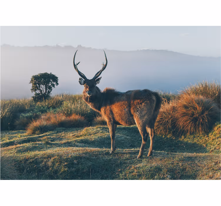 Majestueus hertenprofiel fotobehang verschillende dieren - TenStickers