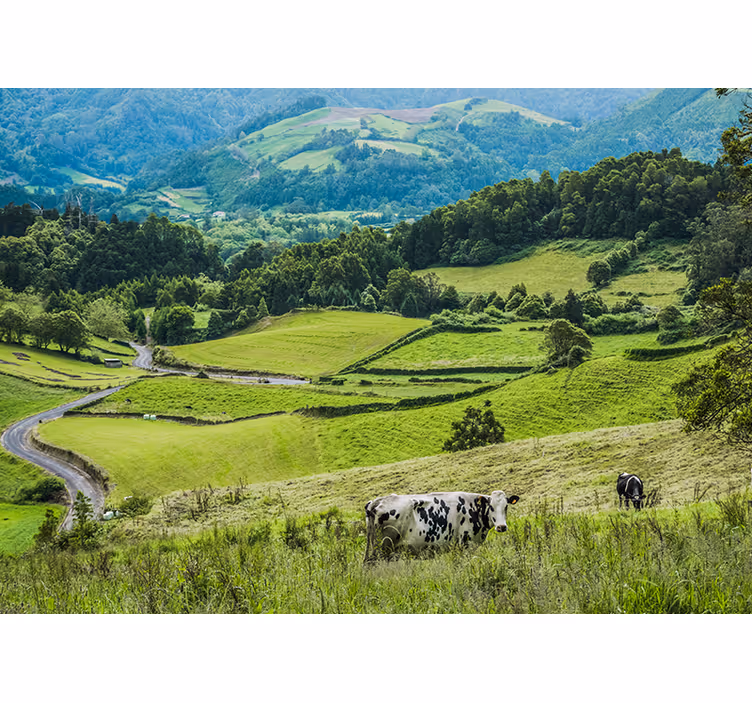 Fototapet landschap groene golvende velden - TenStickers
