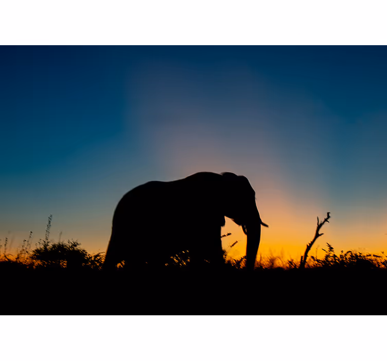 Foto behang dieren olifant silhouet zonsondergang - TenStickers