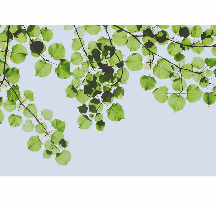 Foto behang bomen bladrijke takkenluifel - TenStickers