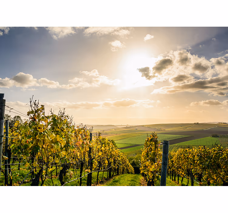 Fototapet landschap wijngaard zonsondergang uitzicht - TenStickers