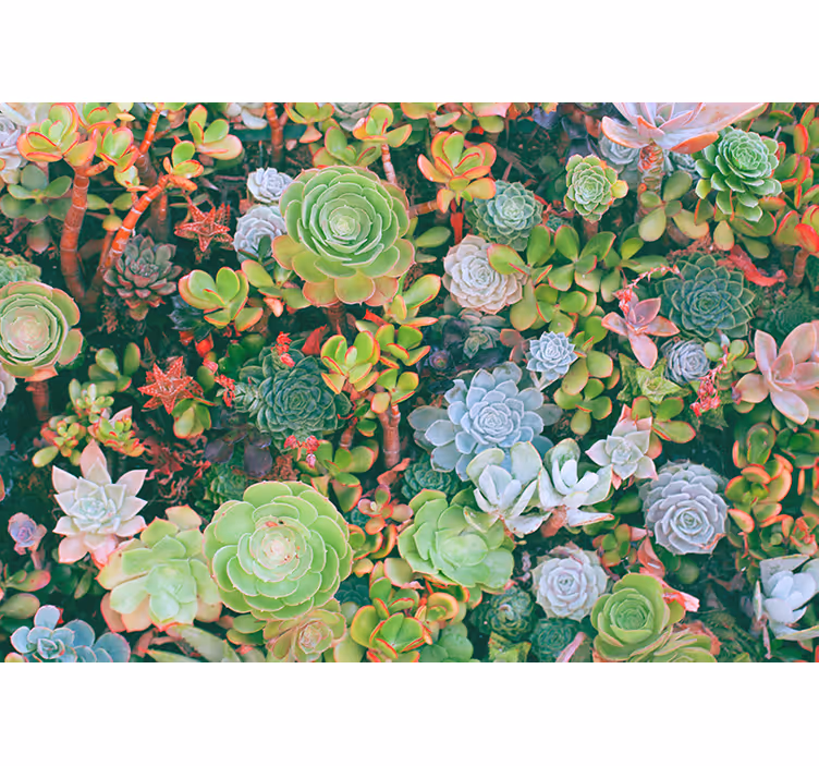 Bloemen foto behang succulenten tuin flora - TenStickers