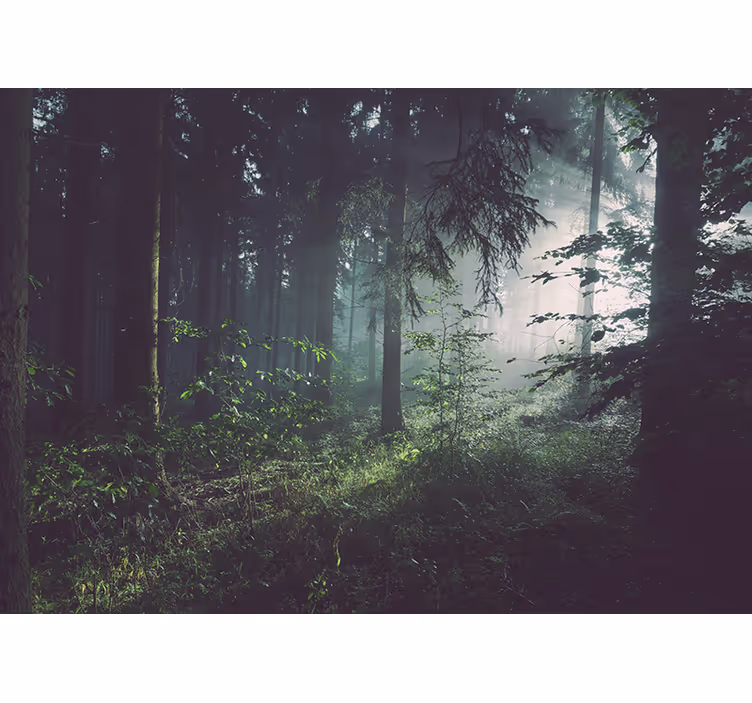 Fotobehang natuur groene boslandschap - TenStickers