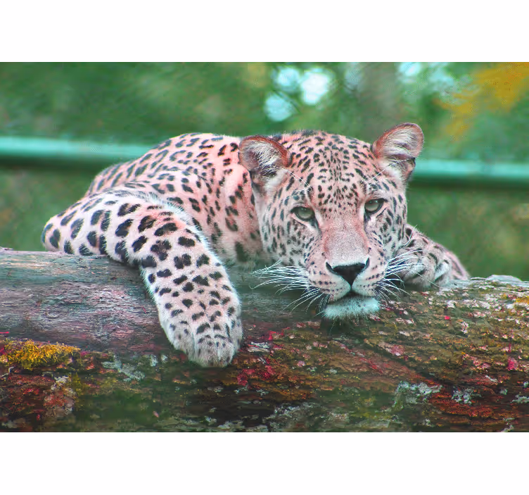 Foto behang dieren luipaard rustend in gratie - TenStickers
