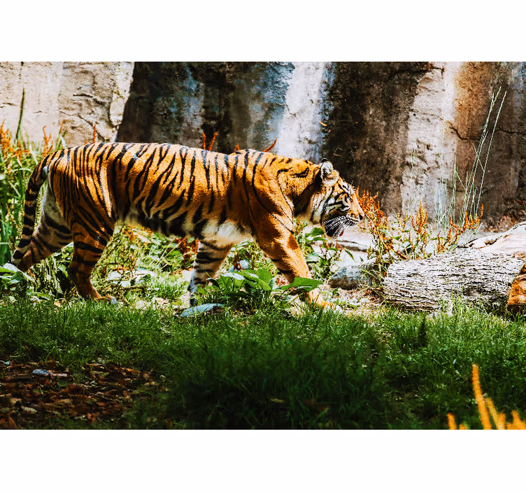 Foto behang dieren majestueuze tijger wandeling - TenStickers