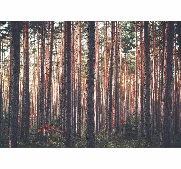 Foto behang bos rustige dennenbossen - TenStickers