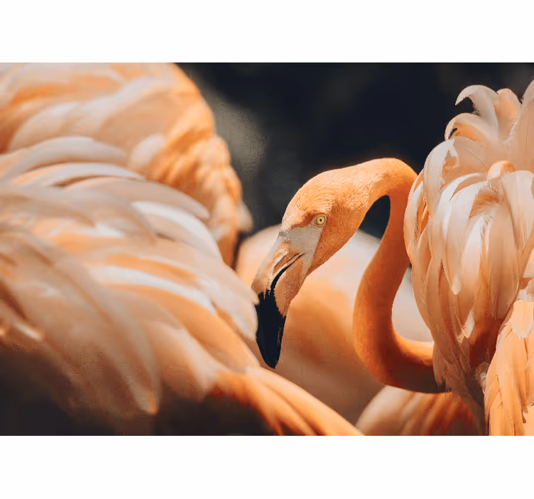 Fotobehang verschillende dieren elegante flamingo scene - TenStickers