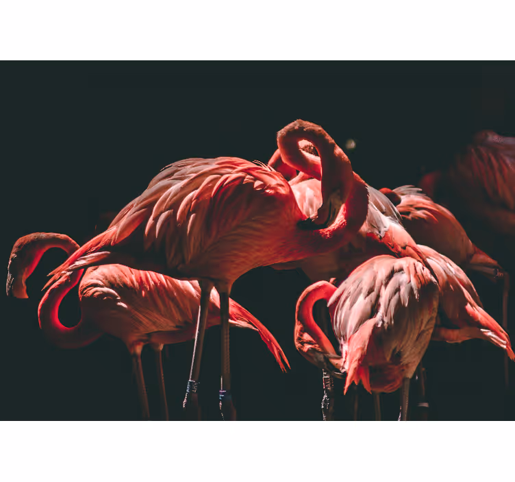 Foto behang dieren flamingo sereniteit - TenStickers