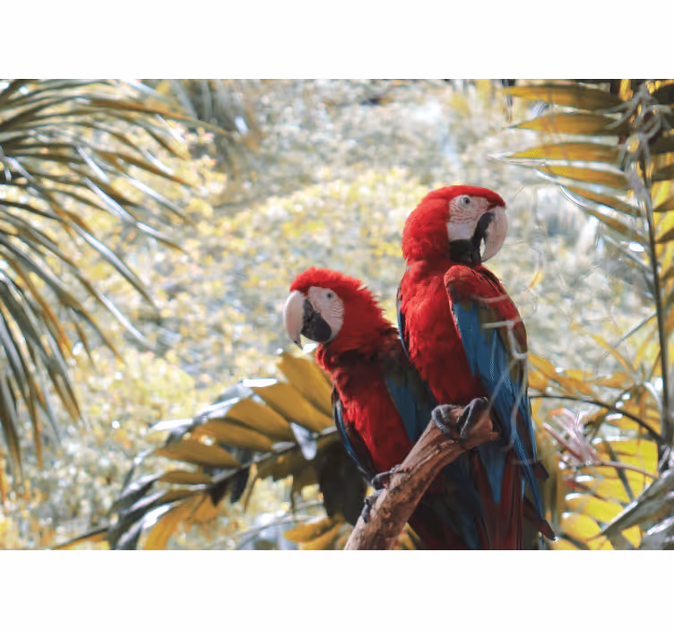 Foto behang dieren scarlet macaw paar - TenStickers