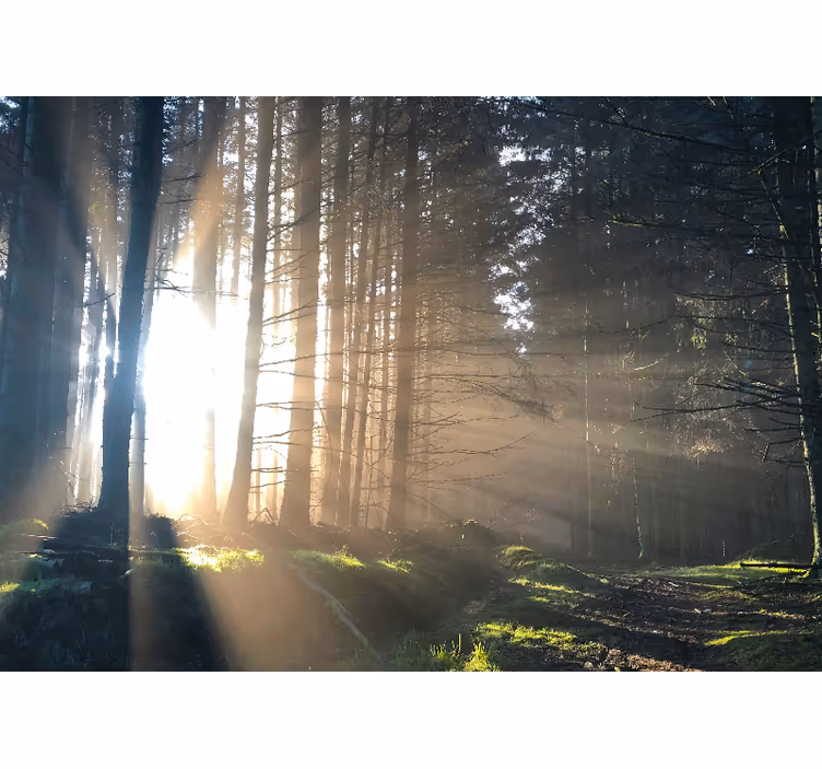 Foto behang bos verlichte bosweg - TenStickers