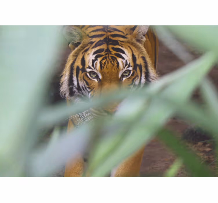 Foto behang dieren tijger in de wildernis - TenStickers