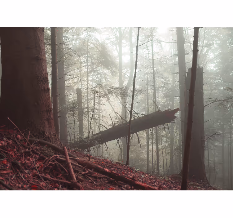 Foto behang bos mistige boszicht - TenStickers