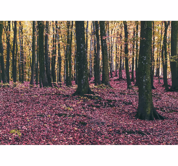 Fotobehang natuur rustige bos scène - TenStickers