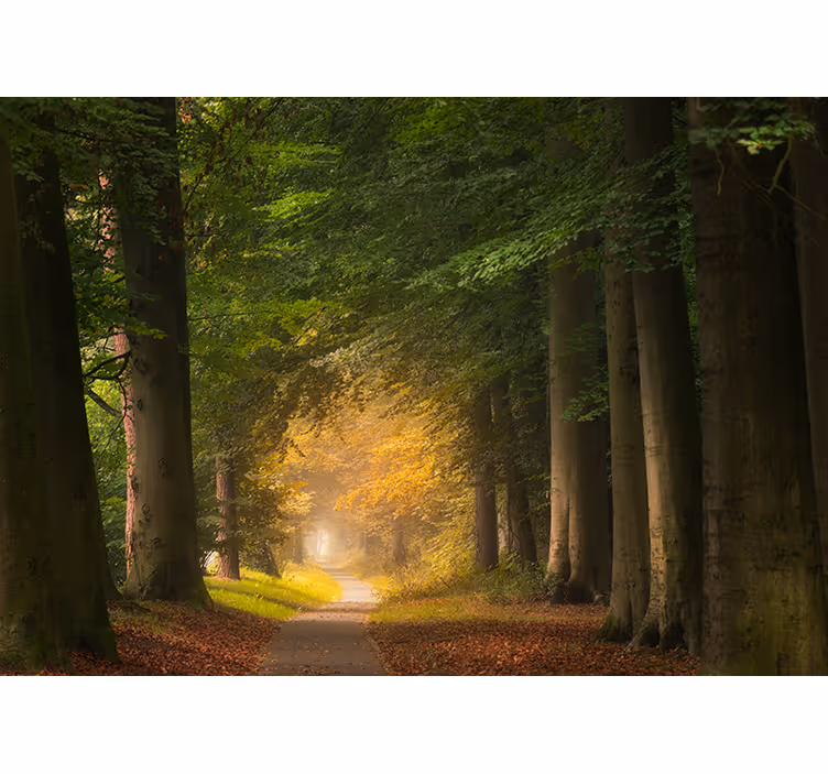 Fotobehang natuur bospaadje scène - TenStickers