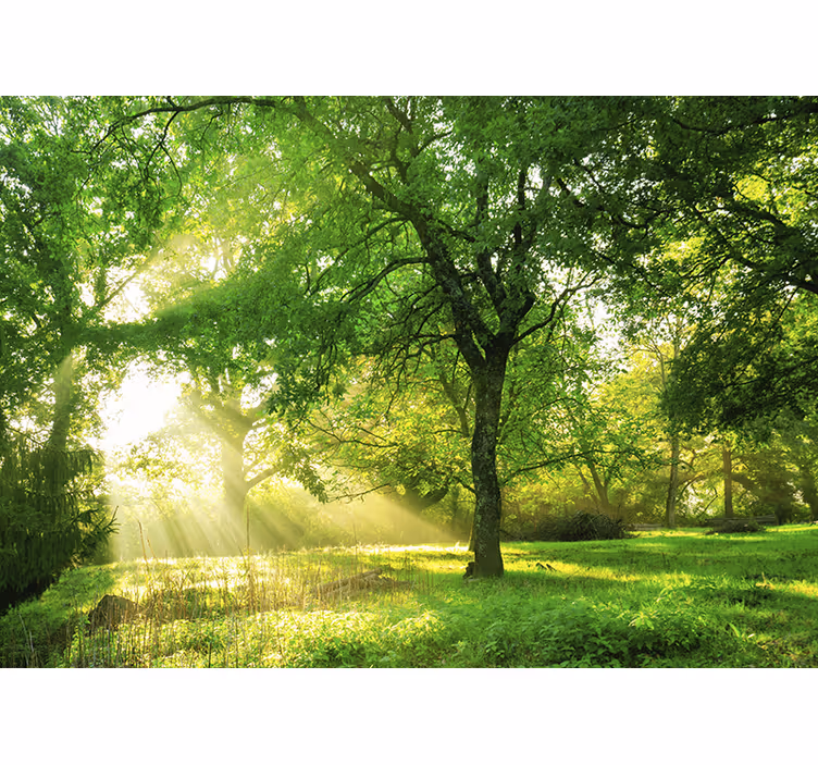 Fotobehang natuur zonovergoten groene scène - TenStickers