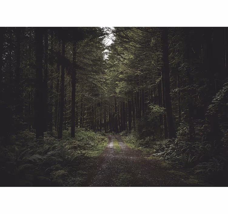 Fotobehang natuur weelderig bospad - TenStickers
