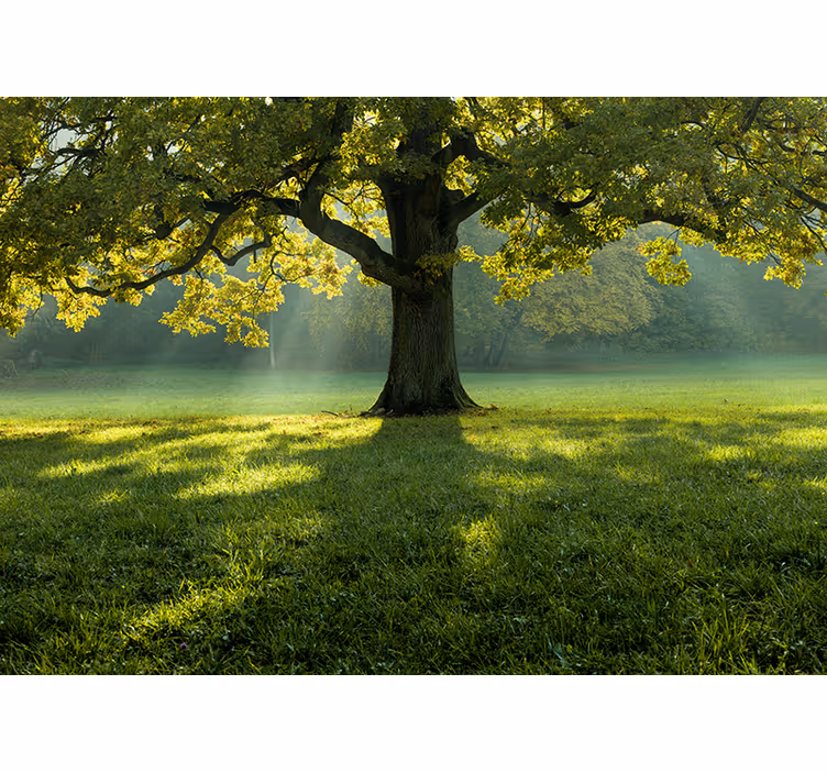 Fotobehang natuur majestueuze boom silhouet - TenStickers