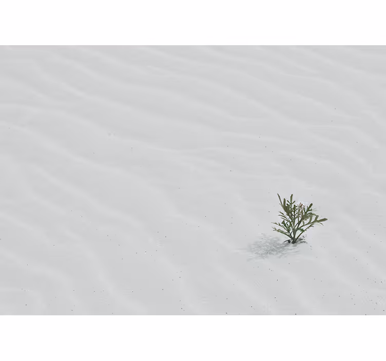 Fotobehang natuur zand en groene planten - TenStickers
