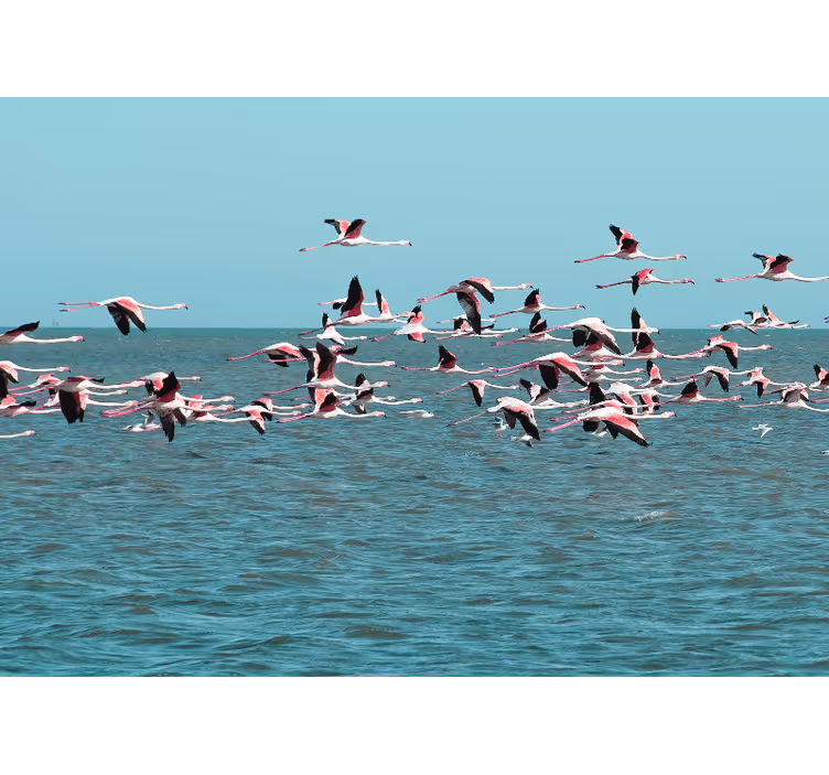Foto behang dieren flamingo's boven water - TenStickers