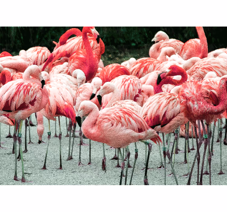Foto behang dieren flamingo vlock - TenStickers