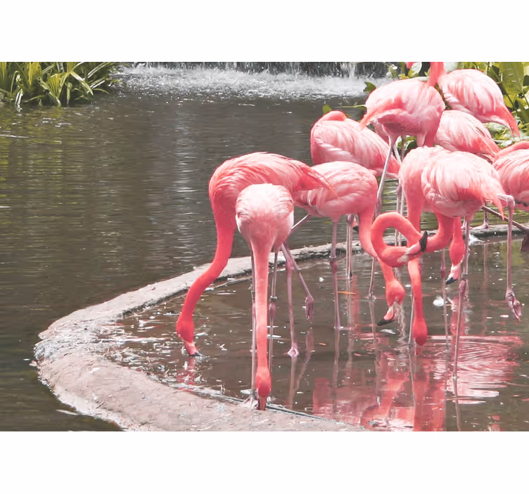 Foto behang dieren flamingo samenstelling - TenStickers