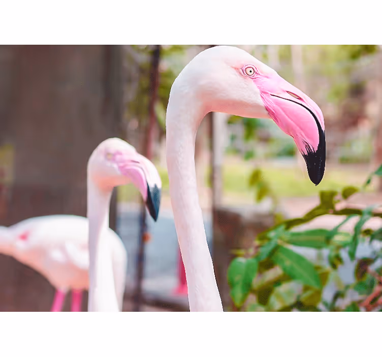 Fotobehang verschillende dieren elegant flamingopaar - TenStickers