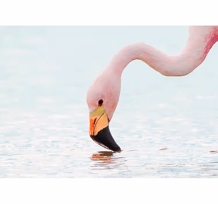 Fotobehang verschillende dieren flamingo waterreflectie - TenStickers