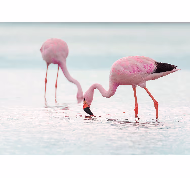 Foto behang dieren flamingo voedingsscène - TenStickers