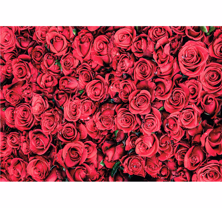 Foto behang rozen vibrante rozenbloesems - TenStickers