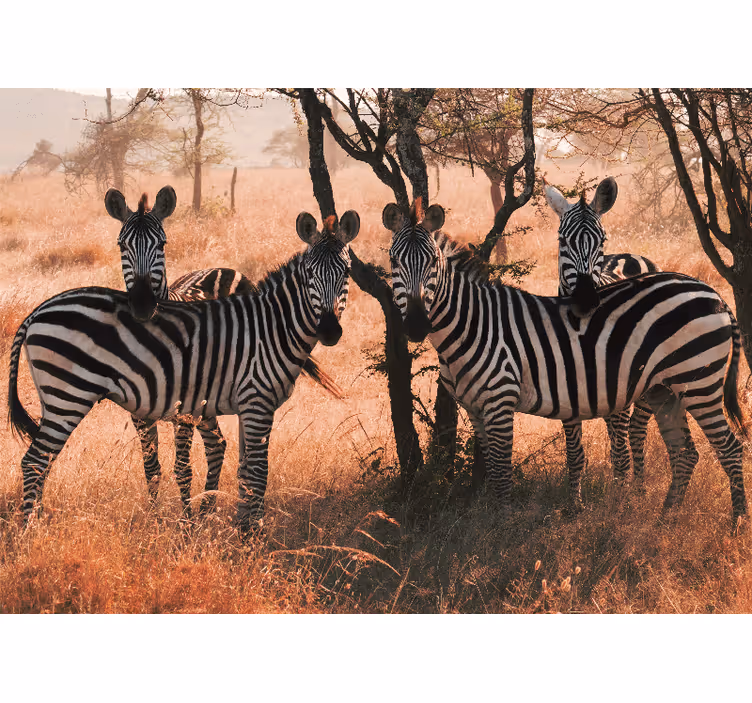 Foto behang dieren zebras in de natuur - TenStickers