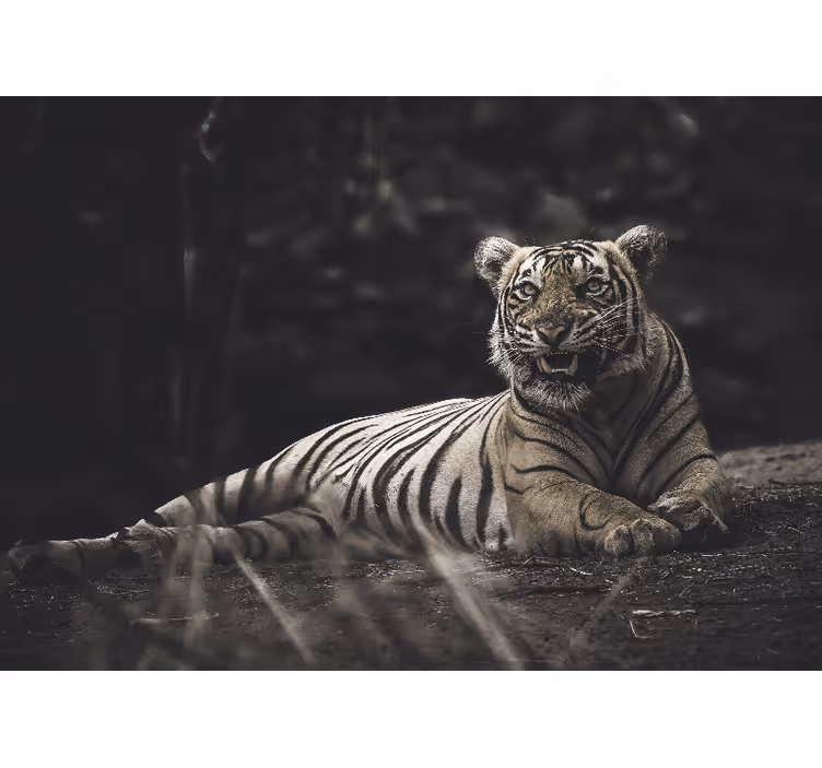 Foto behang dieren majestueuze tijgerhouding - TenStickers