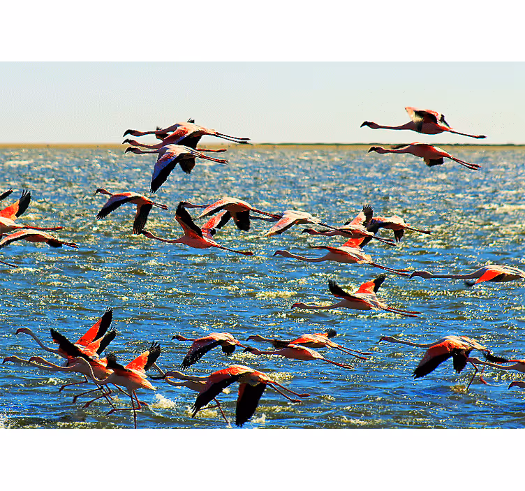 Foto behang dieren vliegende flamingo's groep - TenStickers