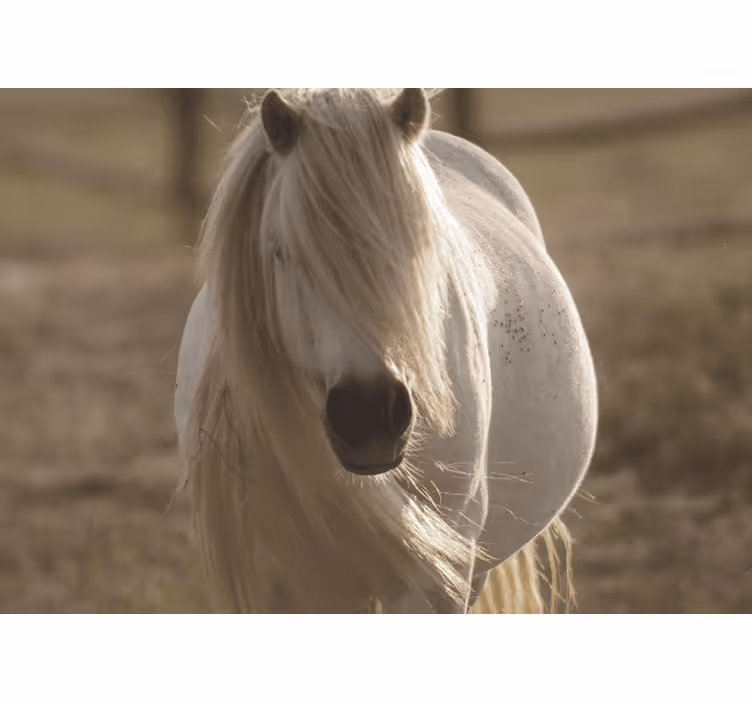 Fotobehang verschillende dieren koninklijke witte paard - TenStickers