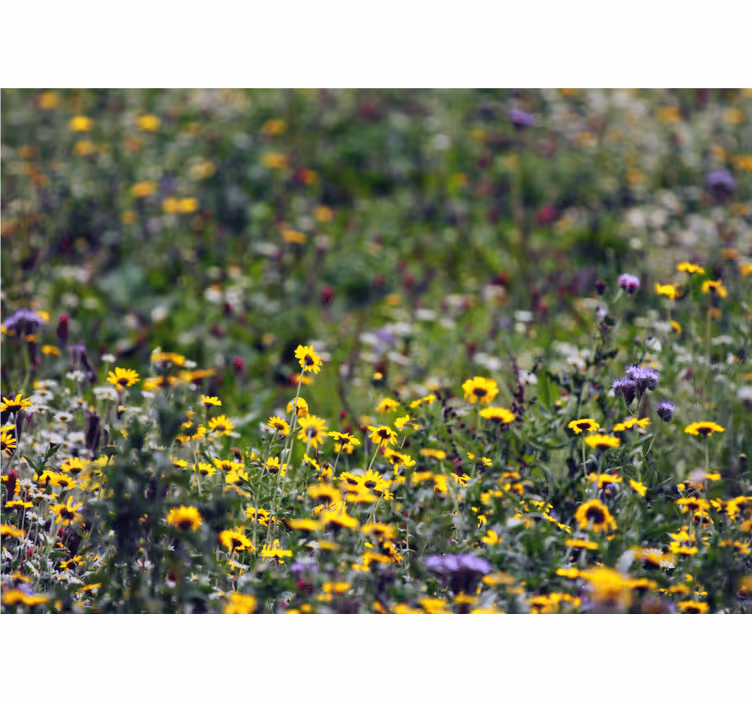 Bloemen foto behang zonnige weide bloemen - TenStickers