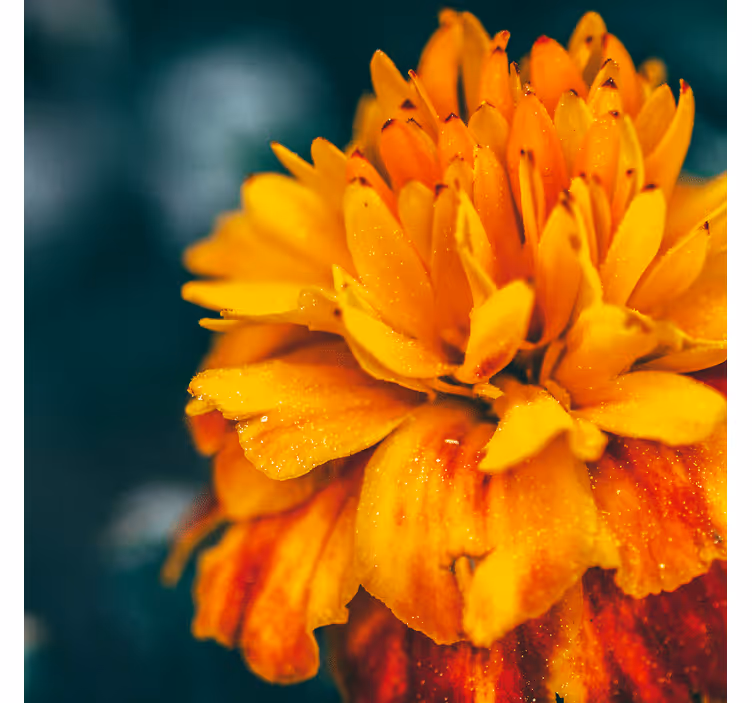 Bloemen foto behang oranje bloem close-up - TenStickers