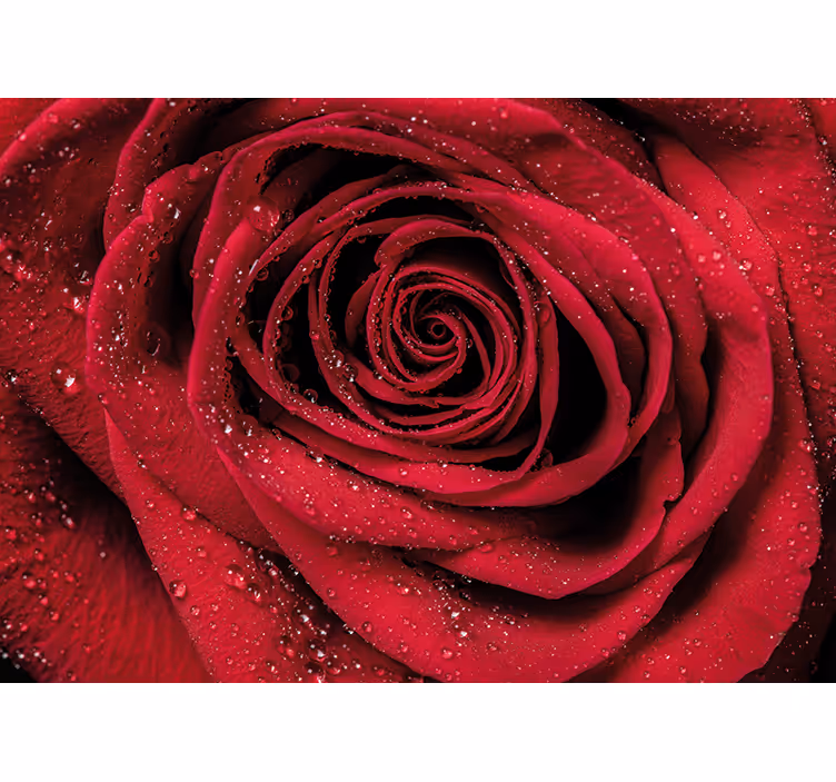 Bloemen foto behang roos met waterdruppels - TenStickers