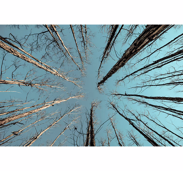Foto behang bomen die de lucht raken - TenStickers