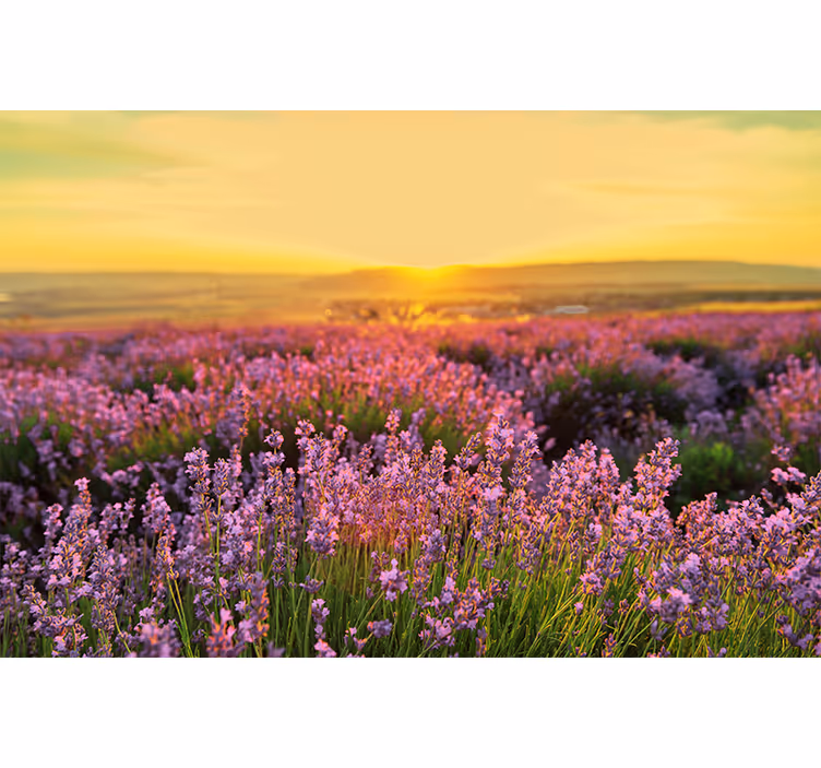 Bloemen foto behang lavendelweide dusk - TenStickers