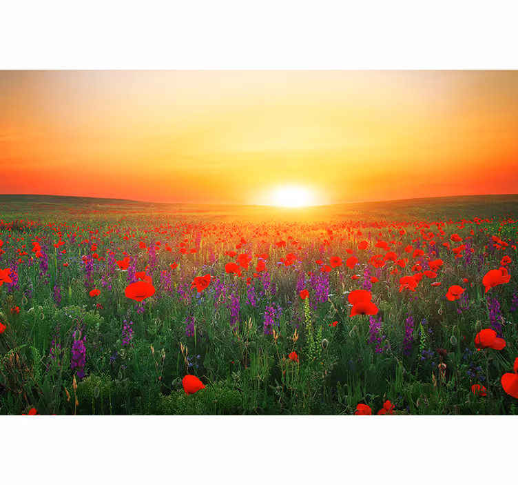 Fotobehang klaprozen gouden zonsondergang klaprozen - TenStickers