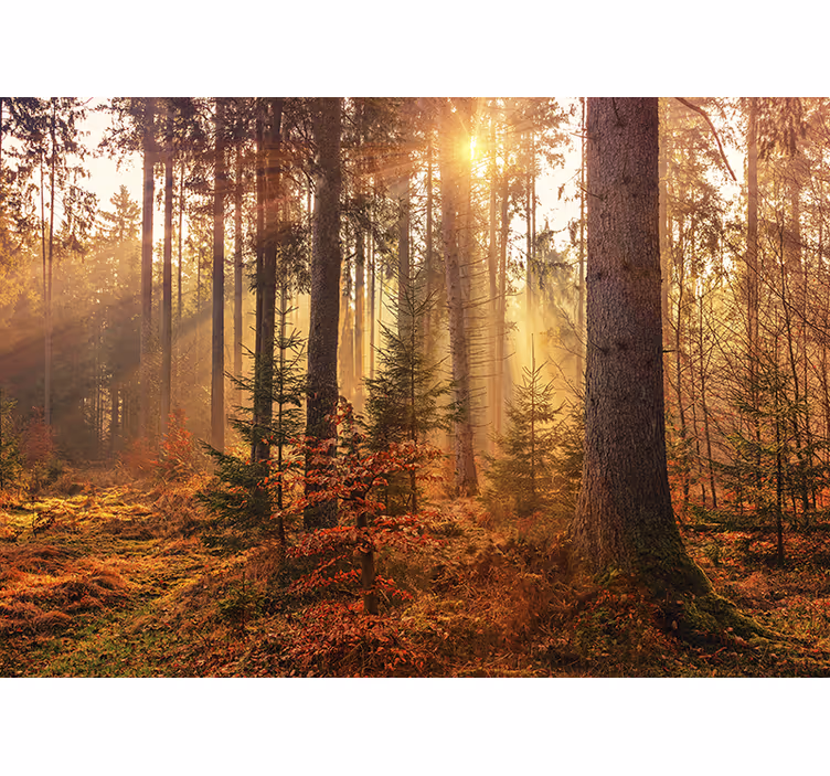 Zonnig bos gloed foto behang bos - TenStickers