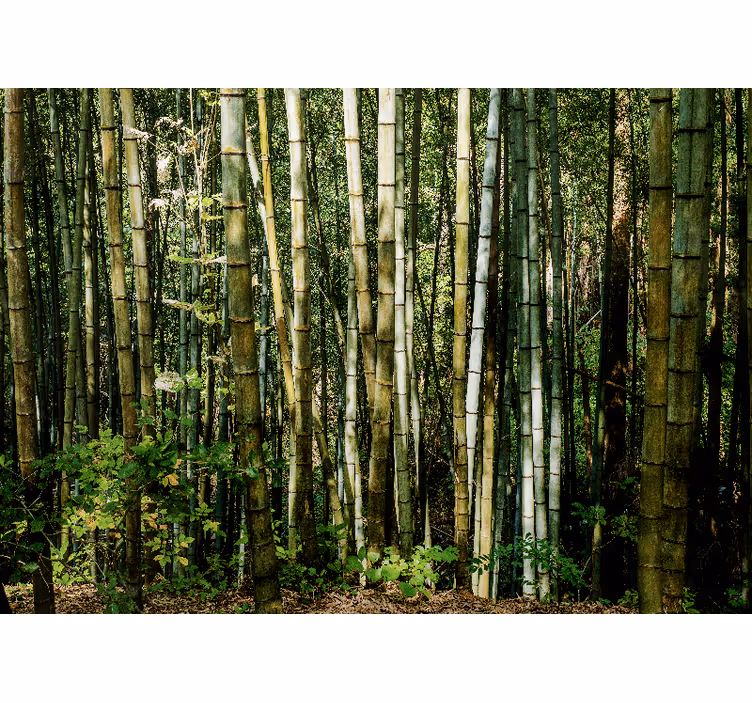 Bamboe fotobehang bamboebos landschap - TenStickers