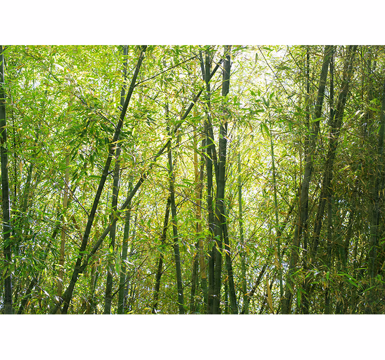 Bamboe fotobehang levendige bamboebos - TenStickers
