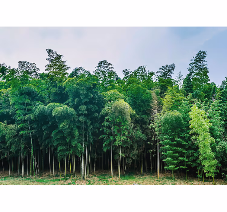 Fotobehang natuur bamboebos landschap - TenStickers