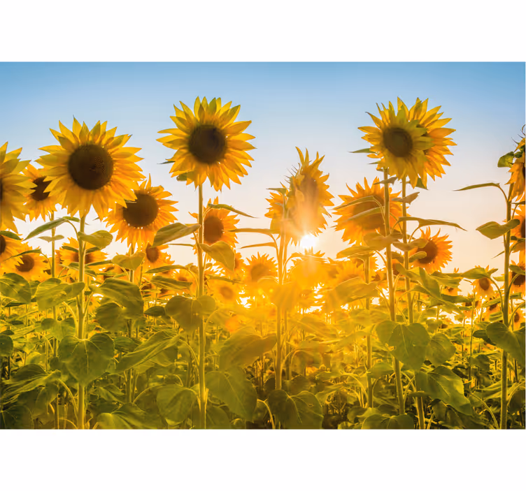 Zonnebloemveld gloed bloemen foto behang - TenStickers