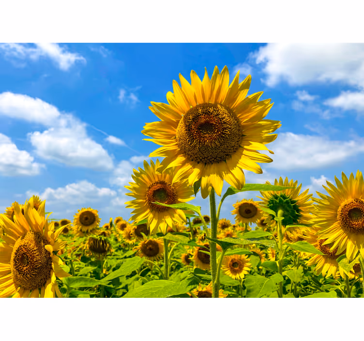Bloemen foto behang zonnebloemveld scène - TenStickers