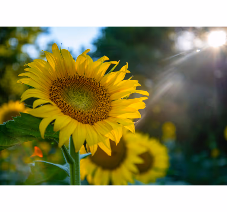 Bloemen foto behang zonnebloem stralend bloeiend - TenStickers