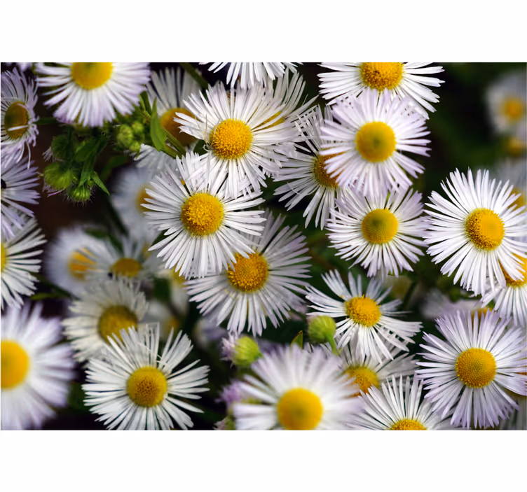 Bloemen foto behang charmante witte madeliefjes - TenStickers